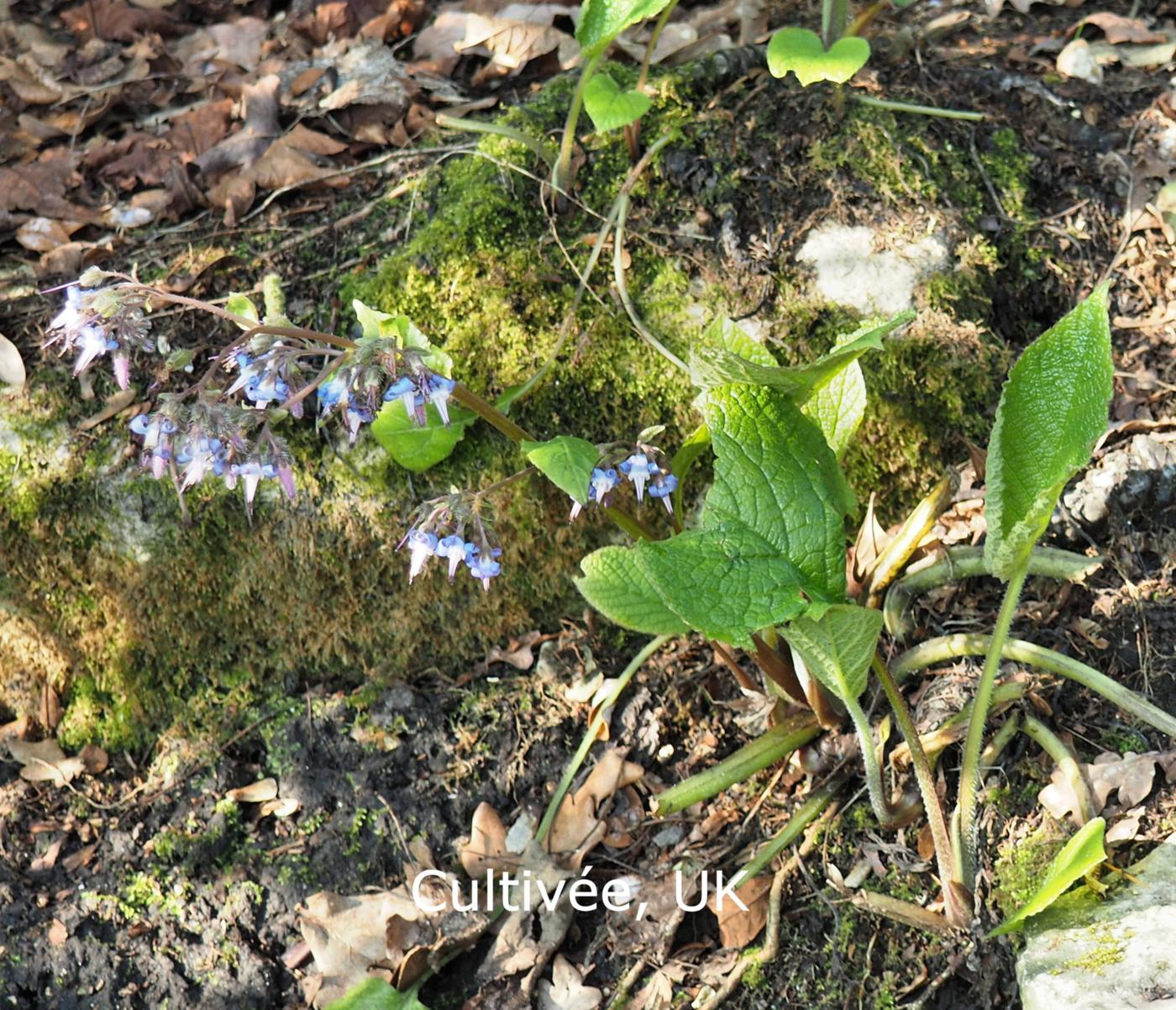 Borage plant